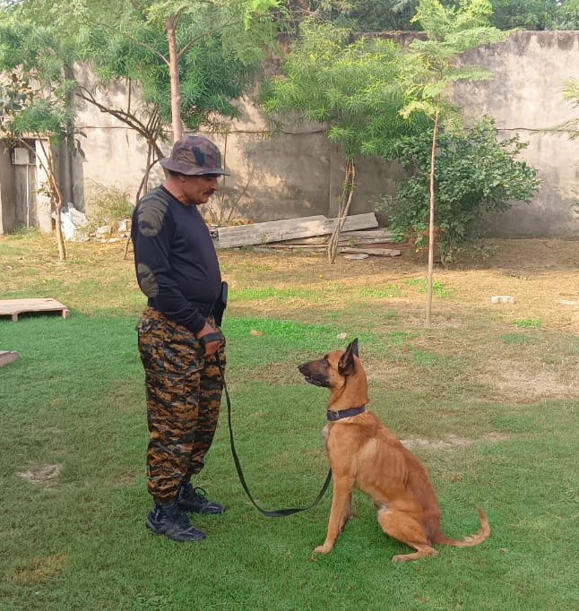 PDCI handler training a Belgian Malinois on the field